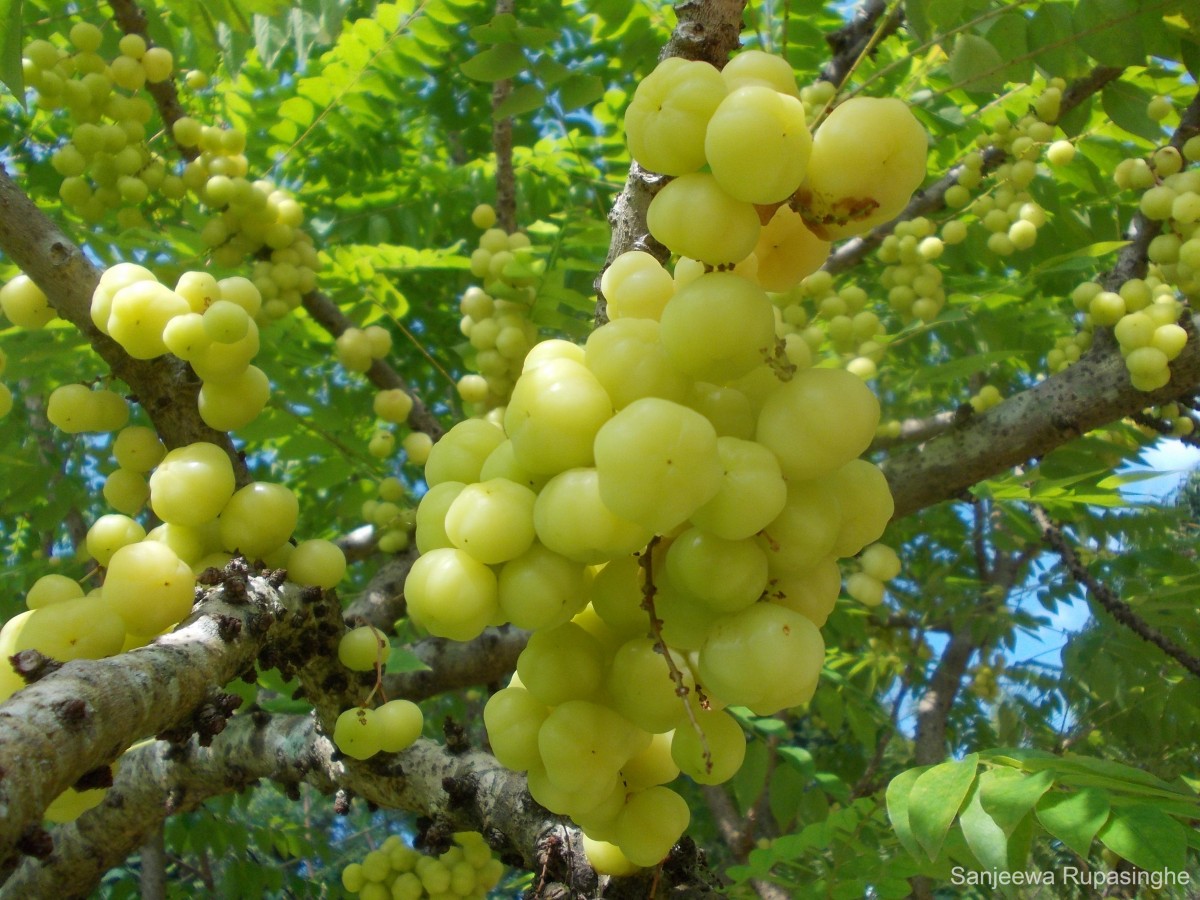 Phyllanthus acidus (L.) Skeels